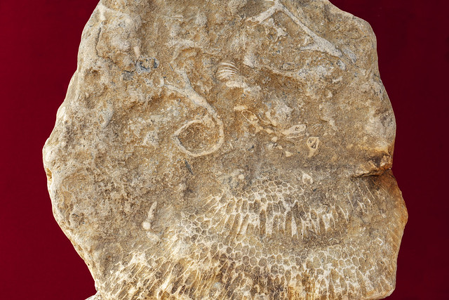 Manitoulin Fossil 3