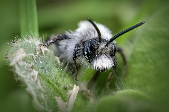 [Explored: 2024/03/19] Portrait of an Ashy Mining Bee (Andrena cineraria)