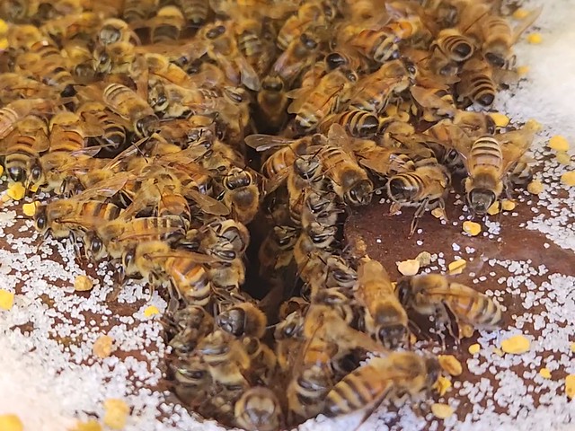 Feeding the bees... more sugar and pollen. This is to get them through until the flowers start blooming.