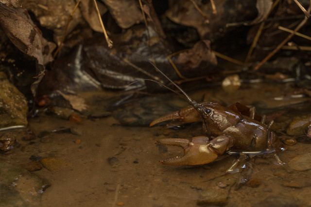 Rock Crayfish, Cambarus carinirostris