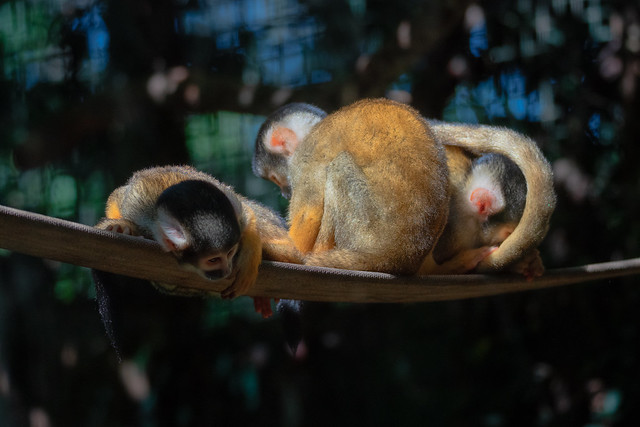 Bolivian Squirrel Monkeys