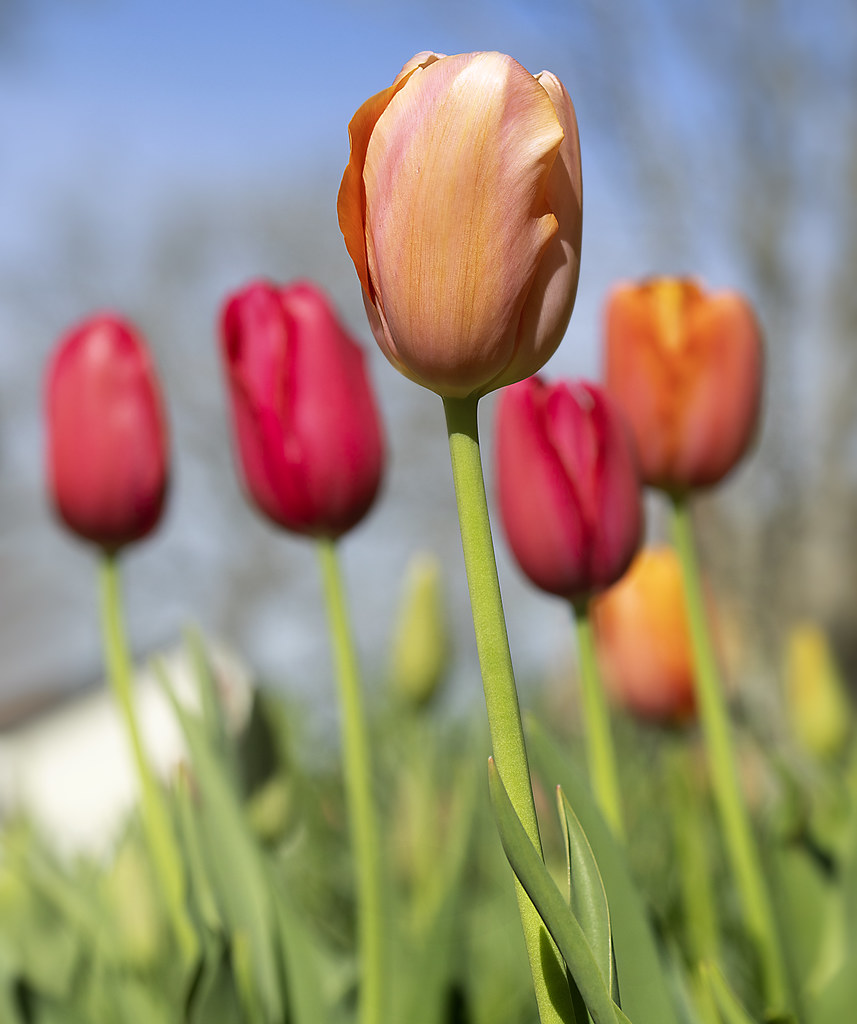 Tulips -  Williamsburg  Va.