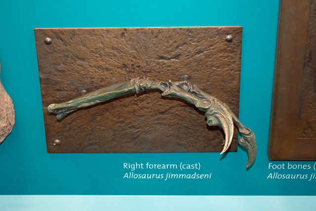 Allosaurus forearm