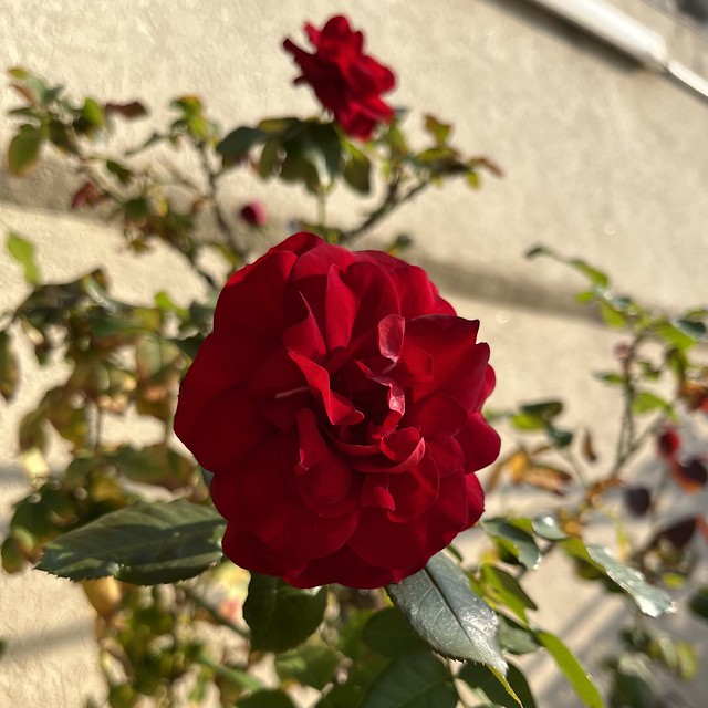 Heinzelmannchen Red Rose