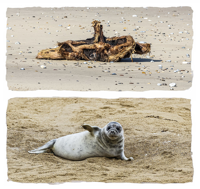 Driftwood thinks it's a Seal