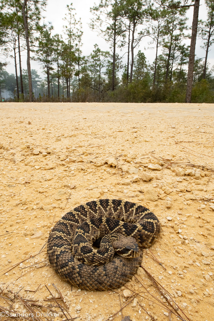 Eastern Diamondback Rattlesnake (Crotalus adamanteus) | Flickr