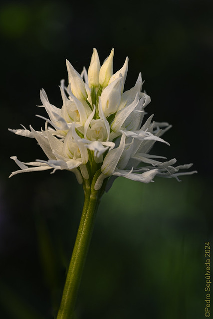 Orchis italica albina