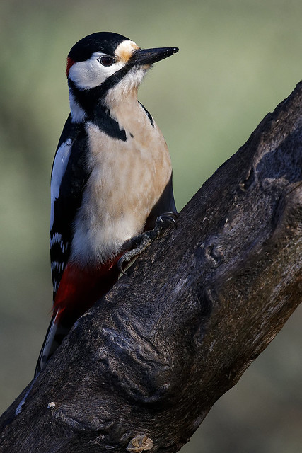 Pic épeiche - Dendrocopos major - Great Spotted Woodpecker - Buntspecht - Pico Picapinos - Picchio rosso maggiore