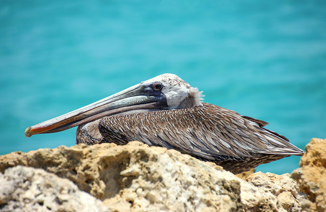 The brown pelican (Pelecanus occidentalis), Curacao