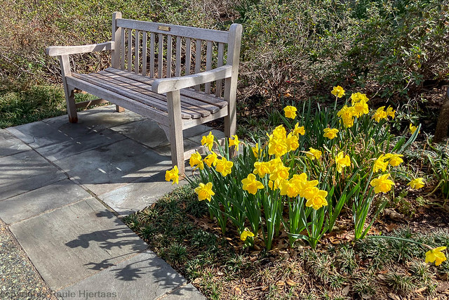 3995 Daffodis by the Bench