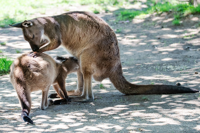 Kangaroo Island Kangaroos, mother and joey