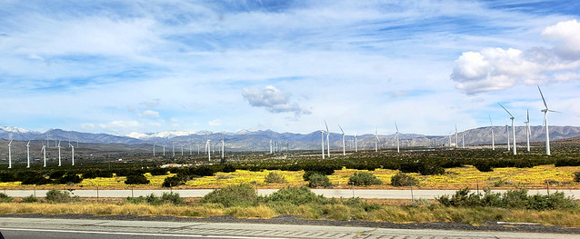 Yellows of Palm Springs