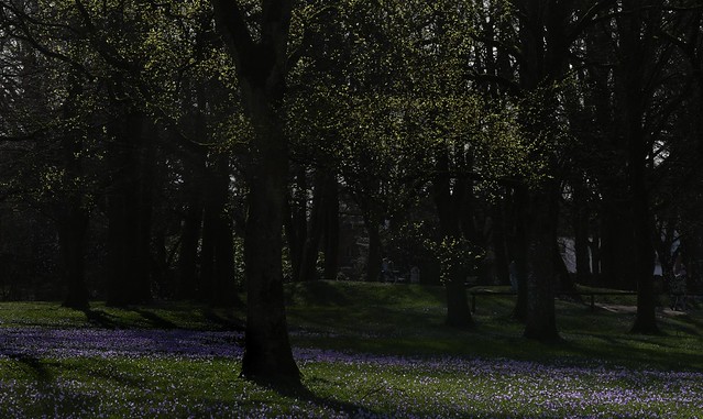 Krokusblüte im Schlossgarten - Sonnenblätter und Blütenblau; Husum, NF (30b)