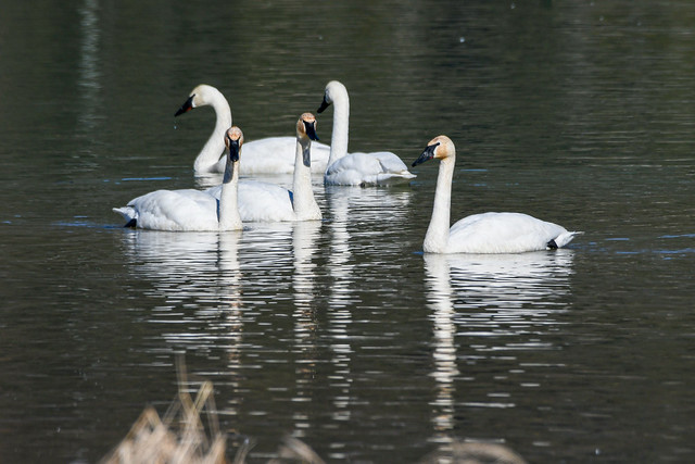 Swans chillin' on Green Lake - Whistler, BC