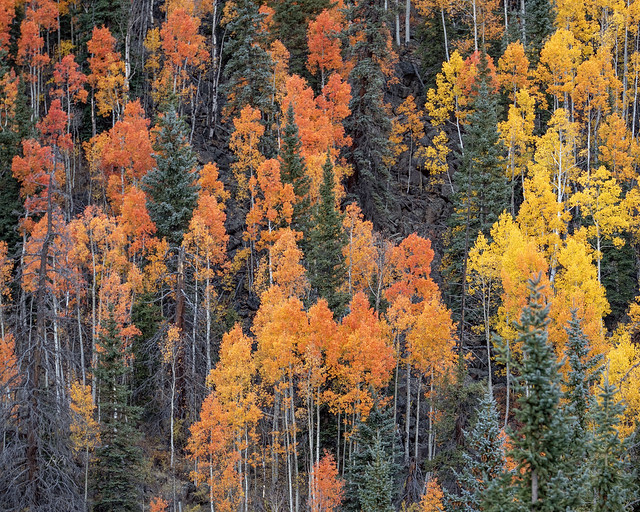 Aspen Autumn Colors