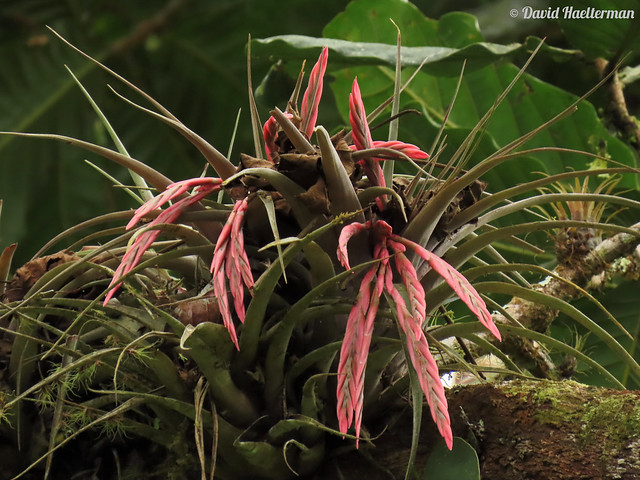 Vriesea (ex Tillandsia) incurva (Bromeliaceae family) in situ during a 5 days orchids, botany and nature observation tour I just guided for 2 persons living in USA. We saw 73 orchid species blooming in situ. Valle del Cauca department, Colombia.