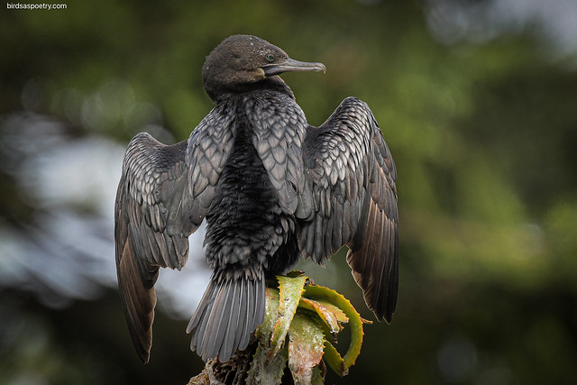 Little Black Cormorant: Silver Laden