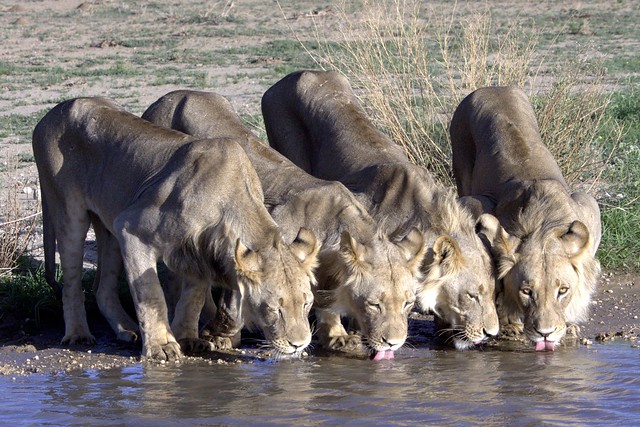 Male lions drinking water