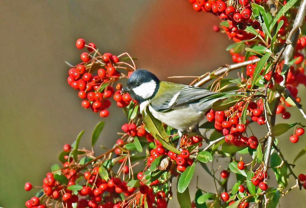 A Japanese tit among berries of a Pyracantha