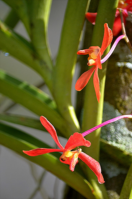 Red gold fuchsia orchids are flying