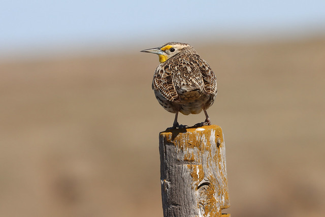 The meadowlark is a singer of a higher order, deserving to rank with the best. Its song has length, variety, power and rich melody.  Theodore Roosevelt