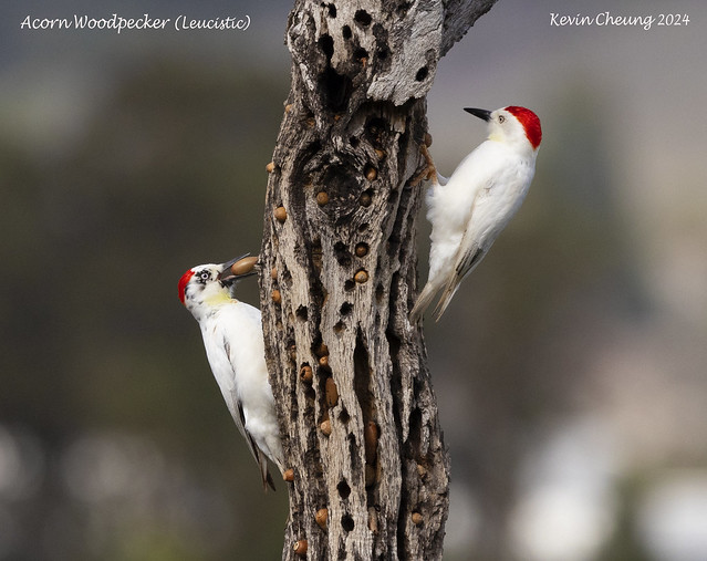 Leucistic Acorn Woodpecker 12+