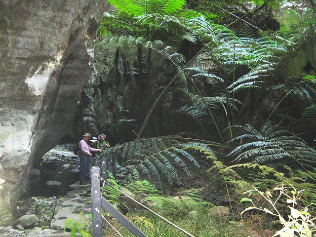 Queensland - Large tree-ferns at Carnavon Gorge