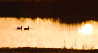 Geese & Turtle Head at Sunrise on the Equinox