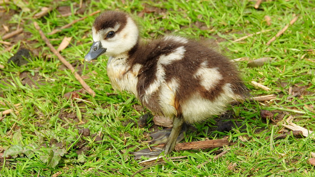 Nilgans-Küken - Egyptian Goose Chick