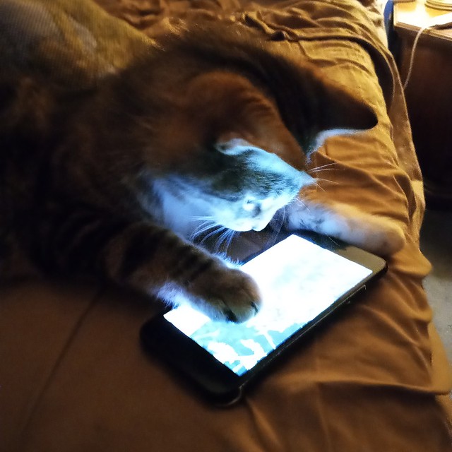 Phone Cat