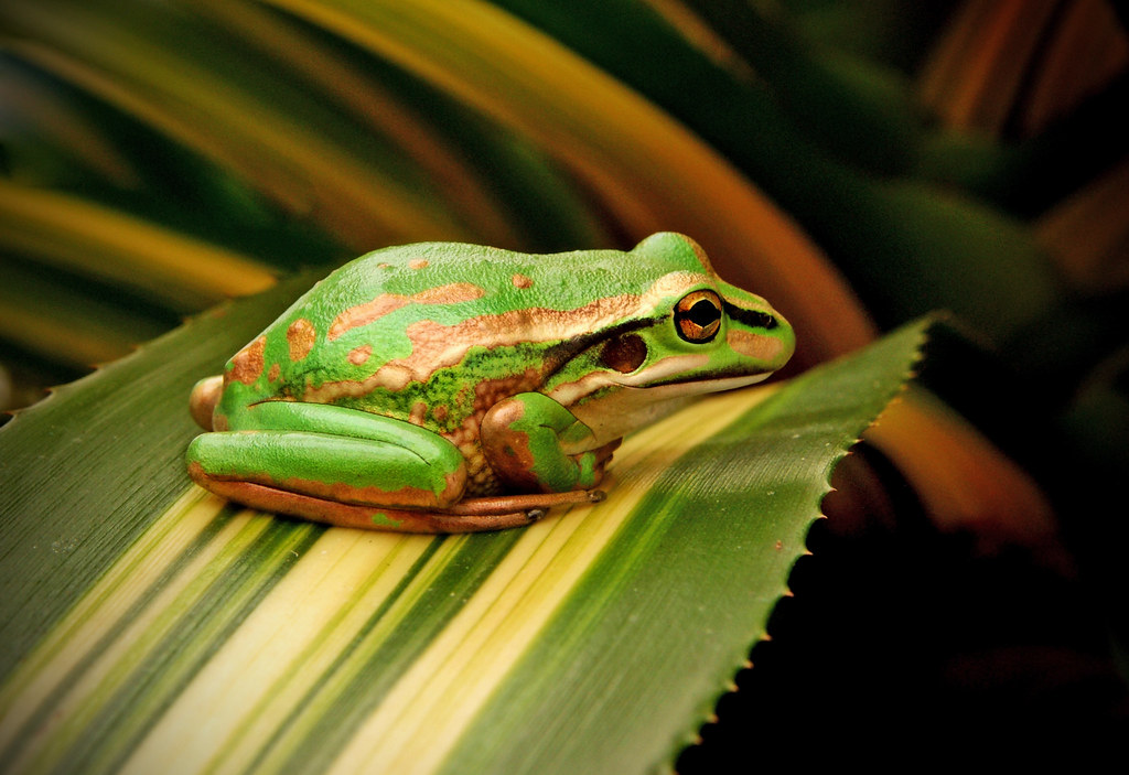 The Green and Golden Bell Frog,