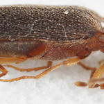 Medoc clicker Click beetle - Megapenthes rufilabris (6-7 mm)
(Series replaces an earlier composite image on Flickr.)