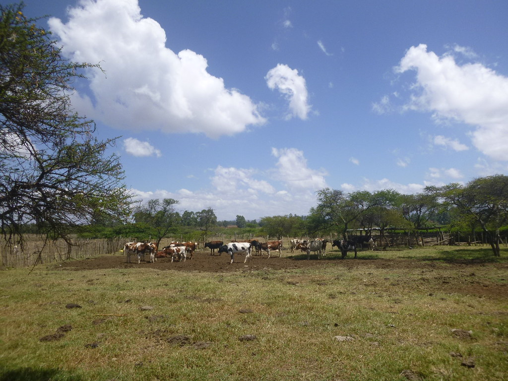 Farm in Kenya