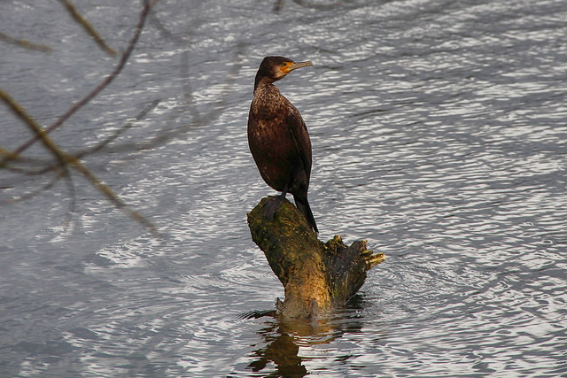 Cormorant in North Met Lake