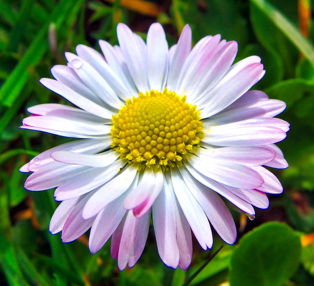 The colored daisy