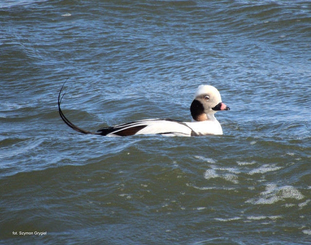 Long-tailed duck (male) // Lodówka (samiec)