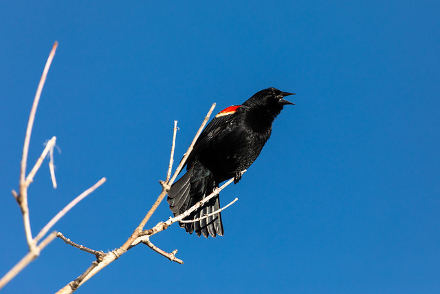 Red-winged Blackbird Singing