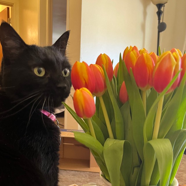 New tulips