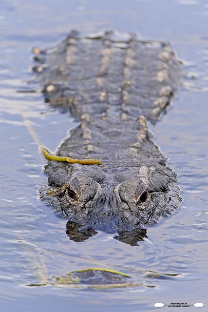 Wakodahatchee Wetlands Alligator