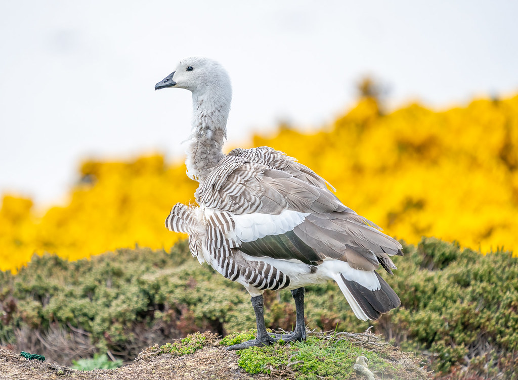 Upland Goose (Male) (falkland_island2023)