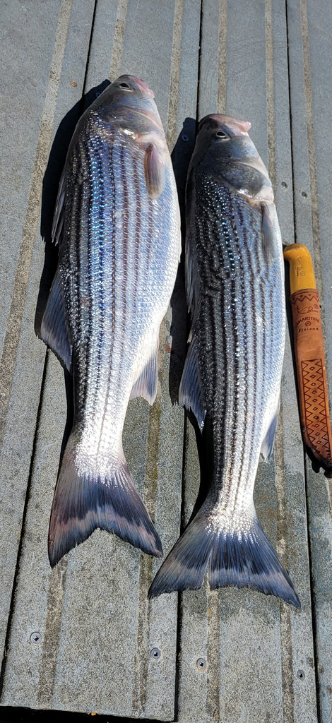 Napa River striped bass