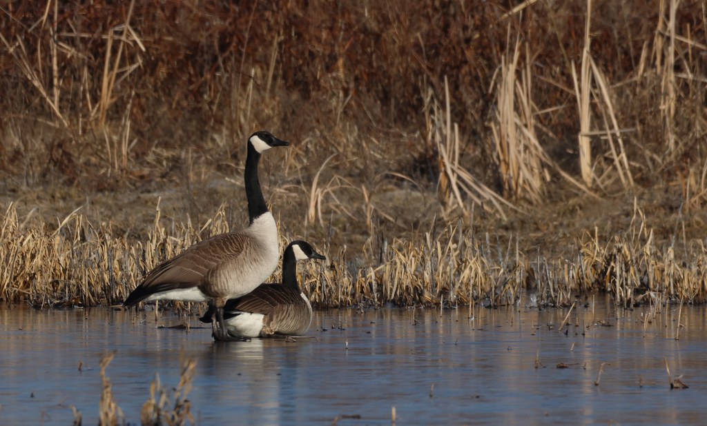 Canada Geese Huron Wetland Management District