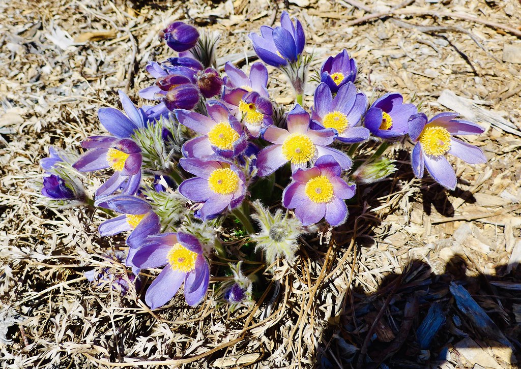 Pasque flowers (Pulsatilla vulgaris), Wayne, Nebraska