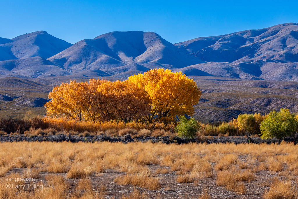 Fall Colors at the Bosque