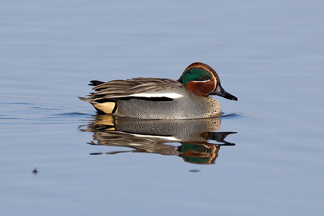 Male Teal 