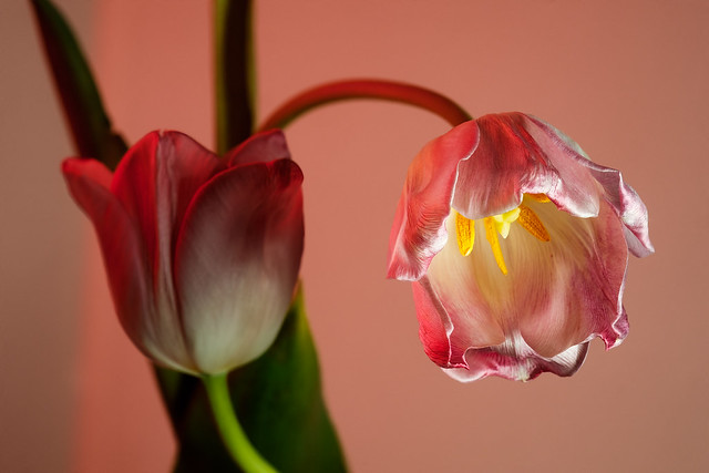 Two bent tulips