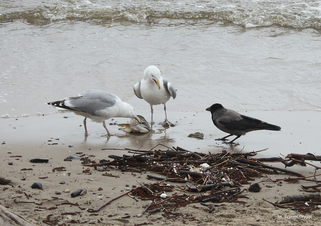 European herring gulls and hooded crow // Mewy srebrzyste i wrona siwa