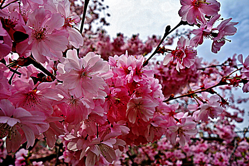 GERMANY, Leonberg, wie in jedem Jahr, Kirschblüten im Pomeranzengarten, Frühling ist da , 21887