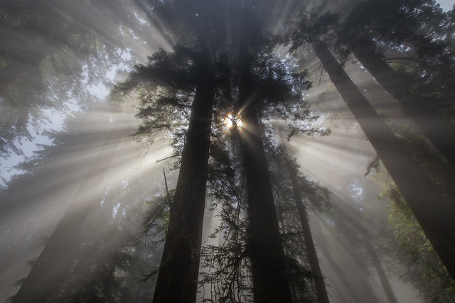 Redwoods light show