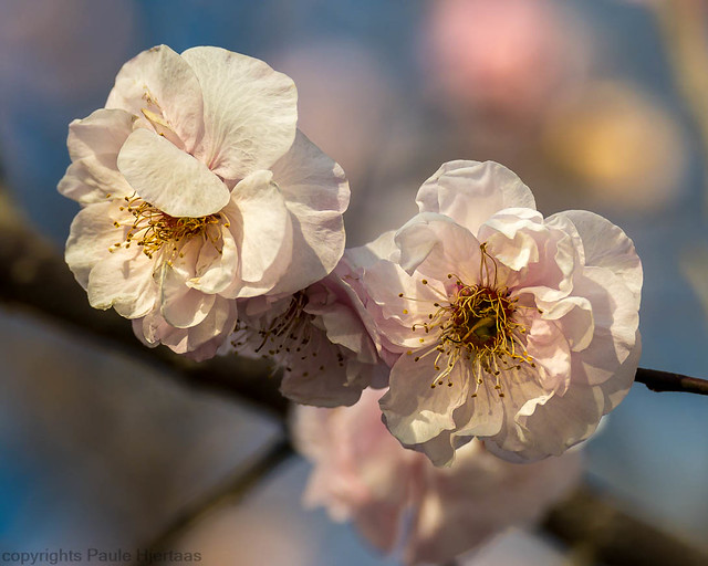 10002 Cherry Blossoms